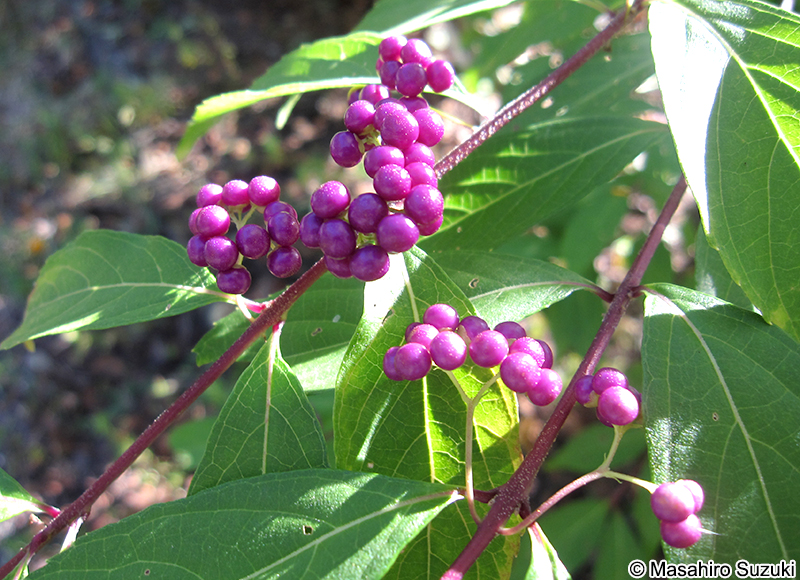 コムラサキ Callicarpa dichotoma