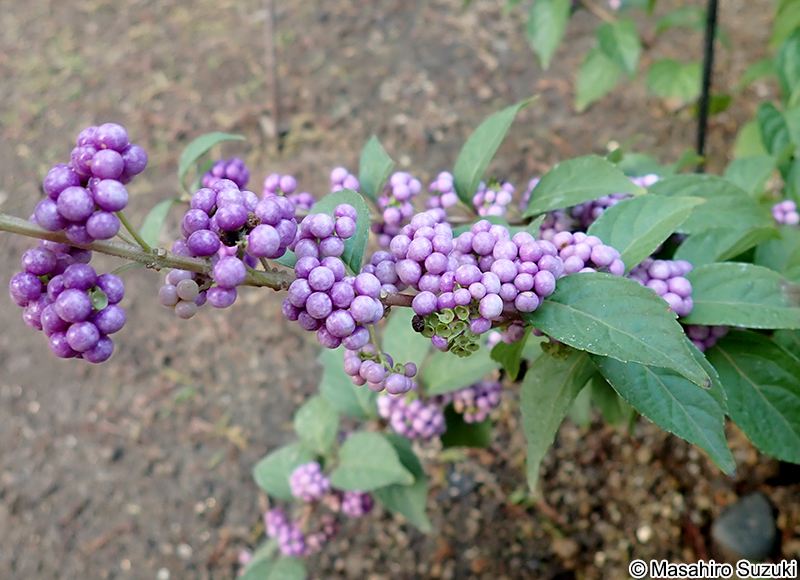 コムラサキ Callicarpa dichotoma