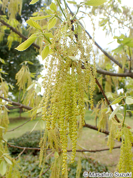 コナラ Quercus serrata