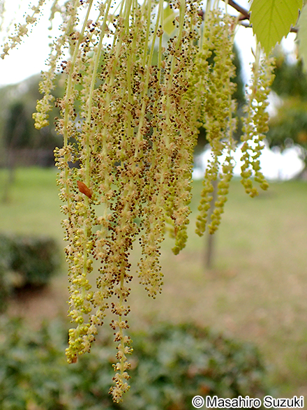 コナラ Quercus serrata