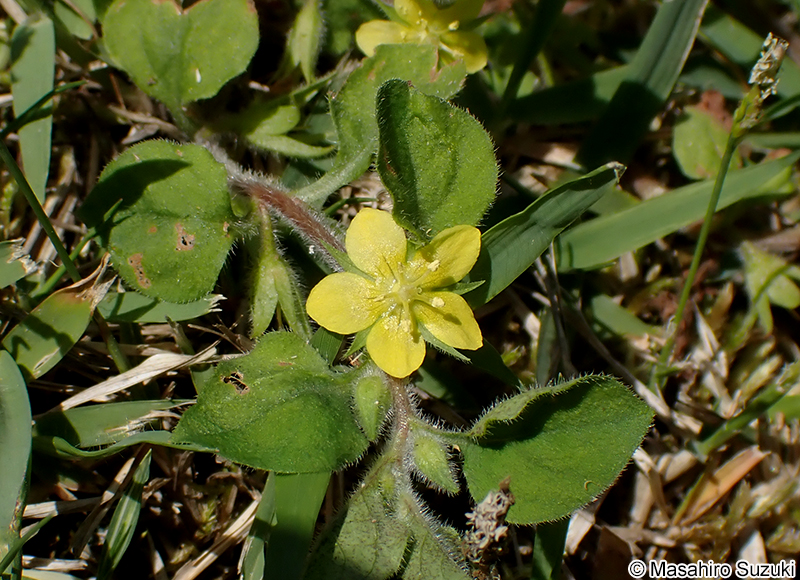 コナスビ Lysimachia japonica