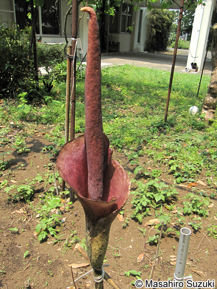 コンニャク Amorphophallus konjac