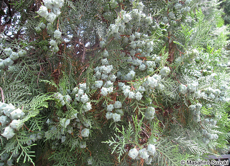 コノテガシワ Platycladus orientalis