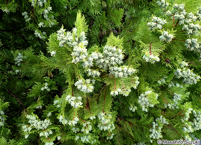 コノテガシワ Platycladus orientalis
