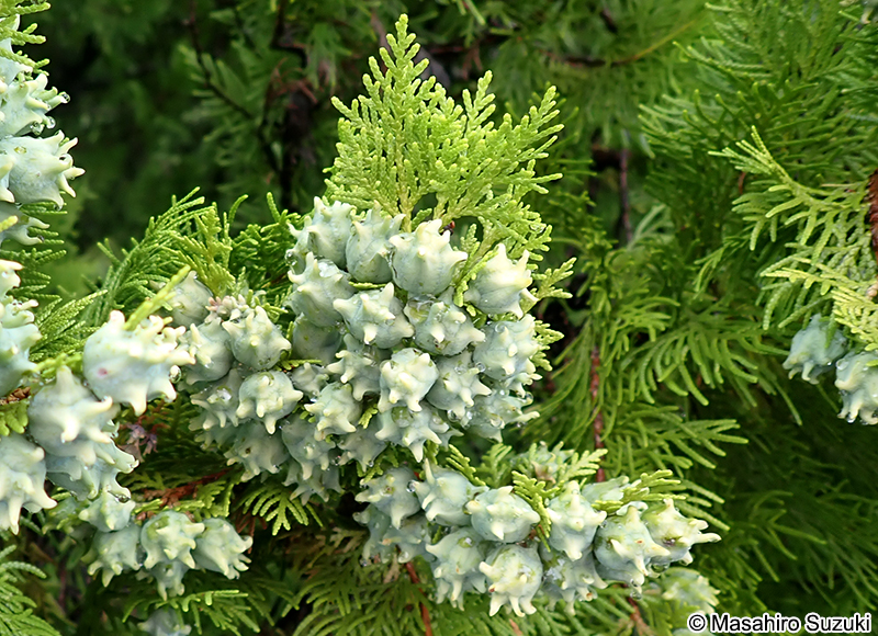 コノテガシワの球果