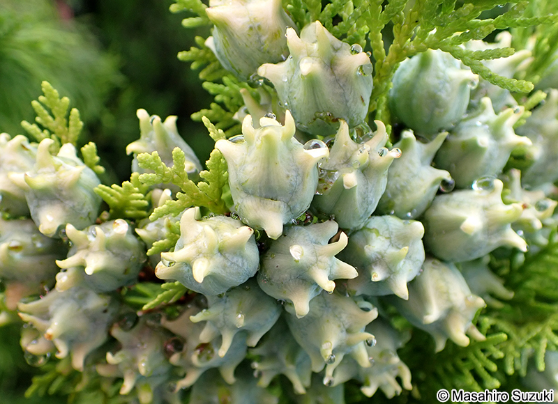 コノテガシワの球果