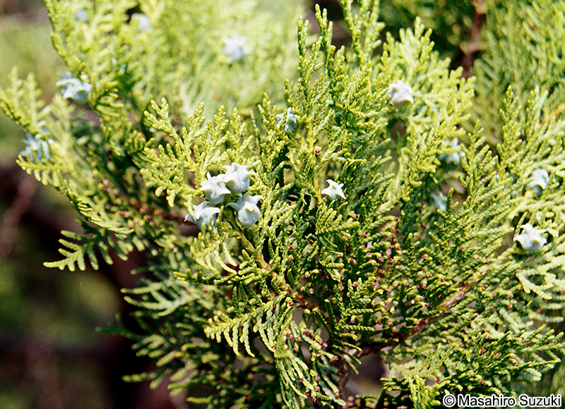 コノテガシワ Platycladus orientalis