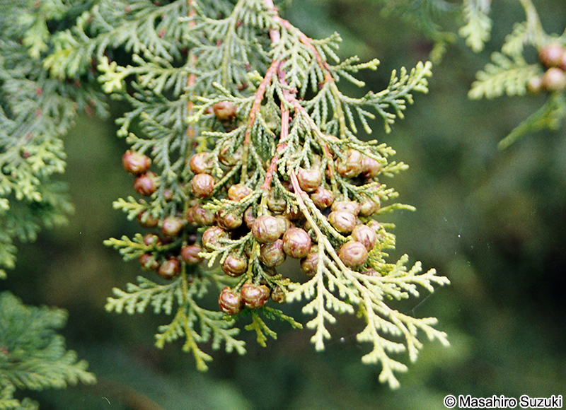 コノテガシワ Platycladus orientalis
