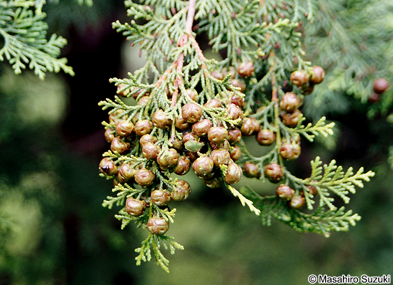 コノテガシワ Platycladus orientalis