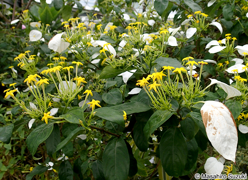 コンロンカ Mussaenda parviflora