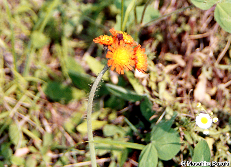 コウリンタンポポ Pilosella aurantiaca