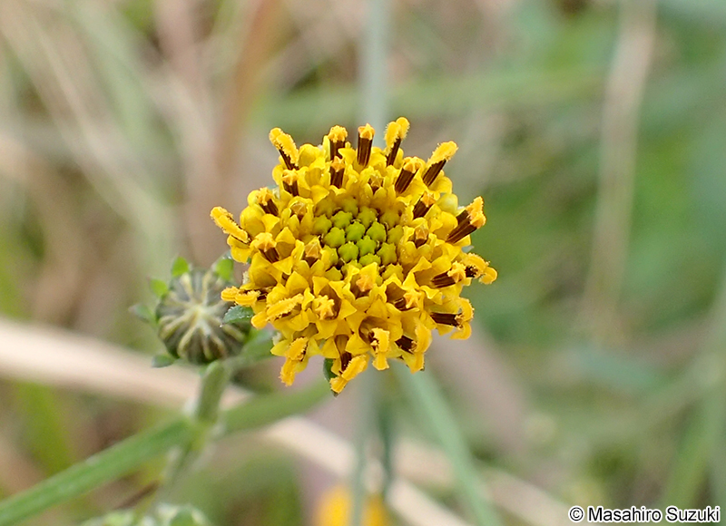 コセンダングサ Bidens pilosa