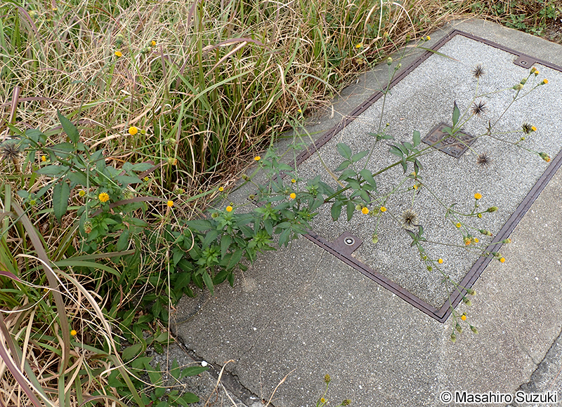コセンダングサ Bidens pilosa