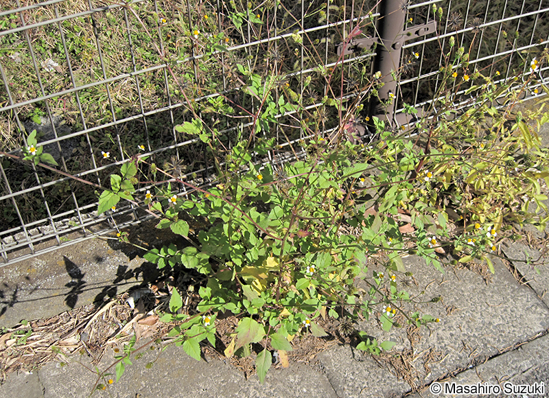 コシロノセンダングサ Bidens pilosa var. minor