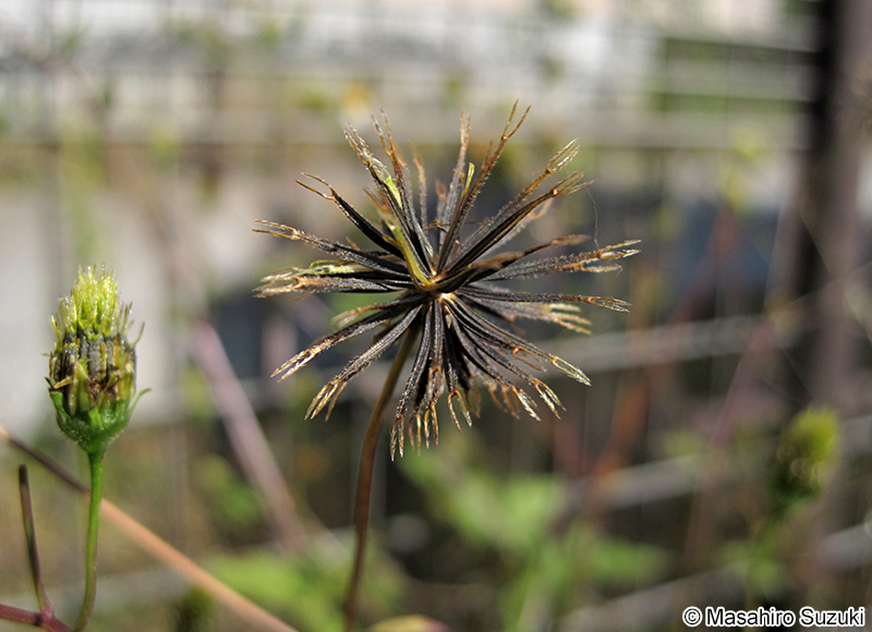 コシロノセンダングサ Bidens pilosa var. minor