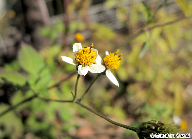 コシロノセンダングサ Bidens pilosa var. minor