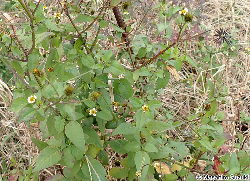 コシロノセンダングサ Bidens pilosa var. minor