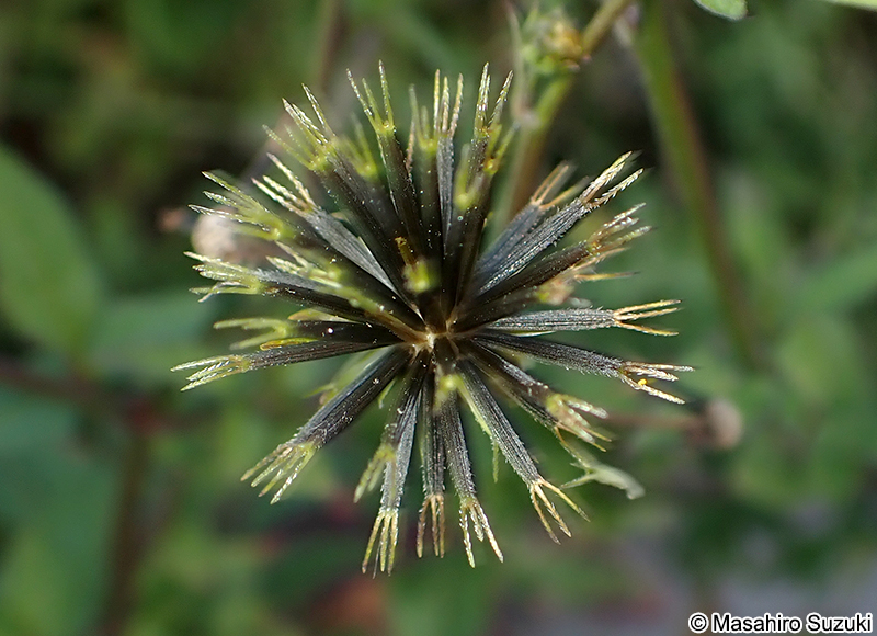 コシロノセンダングサ Bidens pilosa var. minor