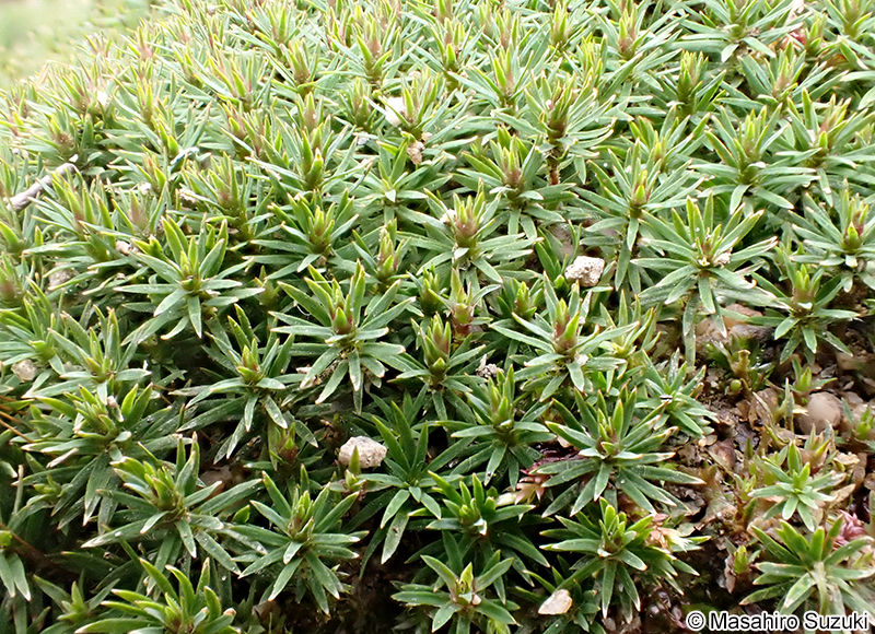コスギゴケ Polytrichum inflexum