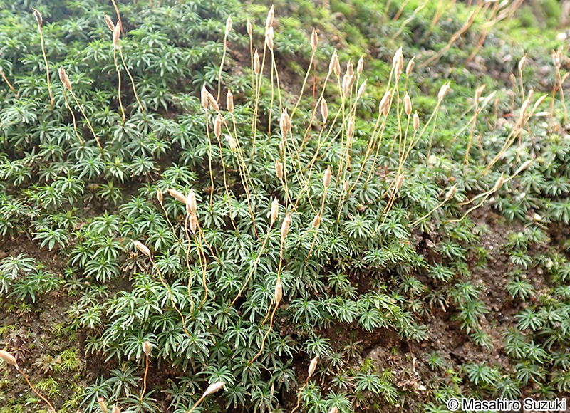 コスギゴケのさく（胞子嚢）