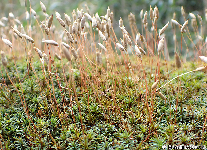 コスギゴケのさく（胞子嚢）