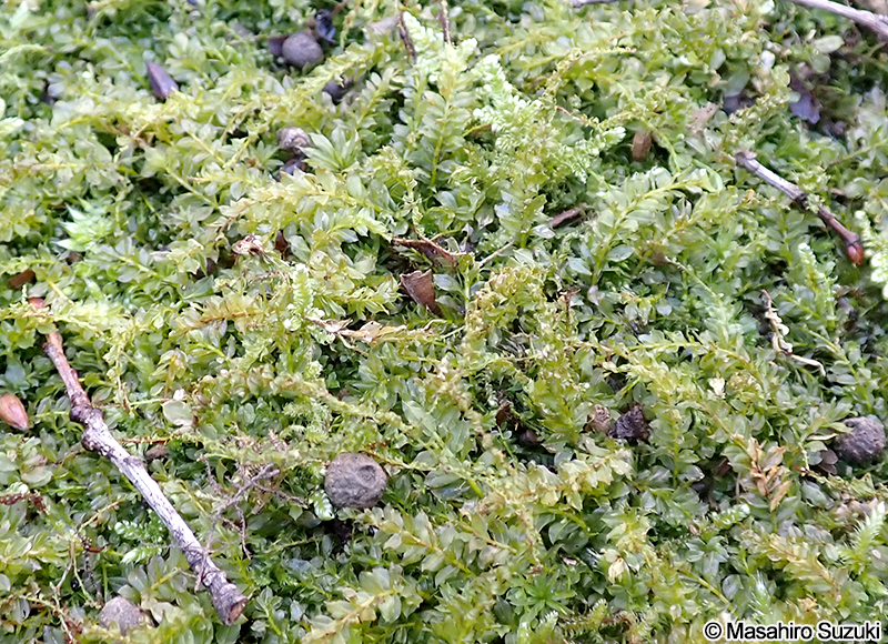 コツボゴケ Plagiomnium acutum