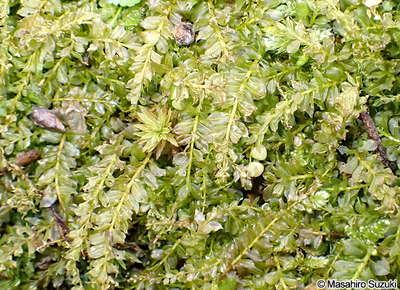 コツボゴケ Plagiomnium acutum