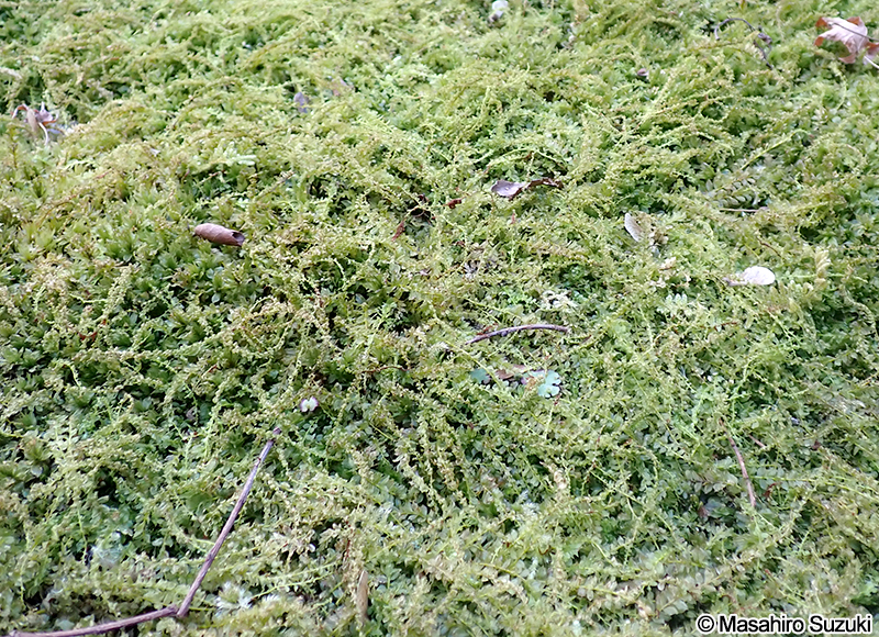 コツボゴケ Plagiomnium acutum