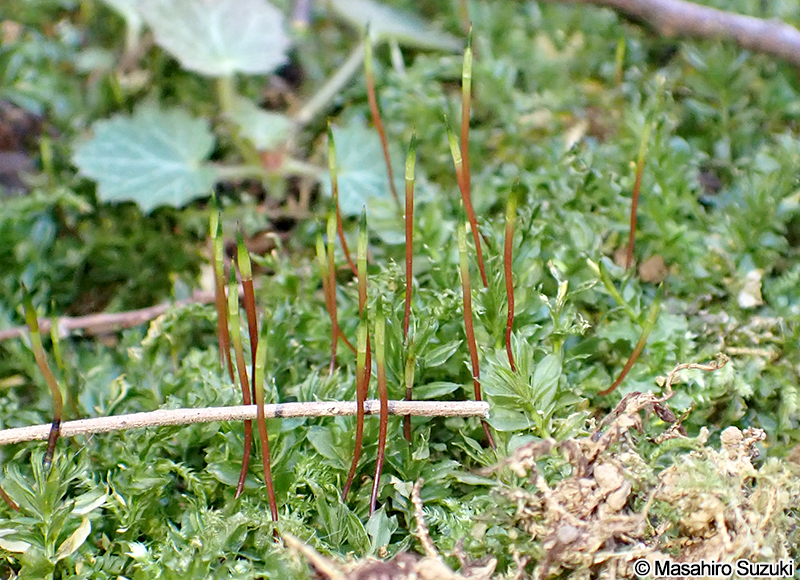 コツボゴケ Plagiomnium acutum