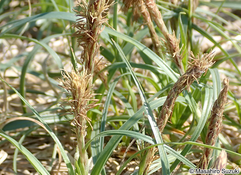 コウボウシバ Carex pumila