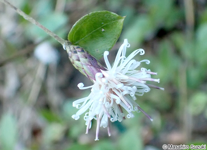コウヤボウキ Pertya scandens