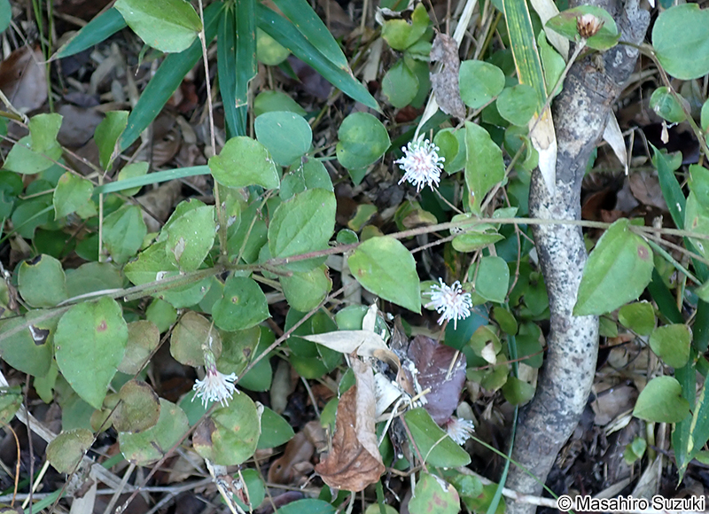 コウヤボウキ Pertya scandens