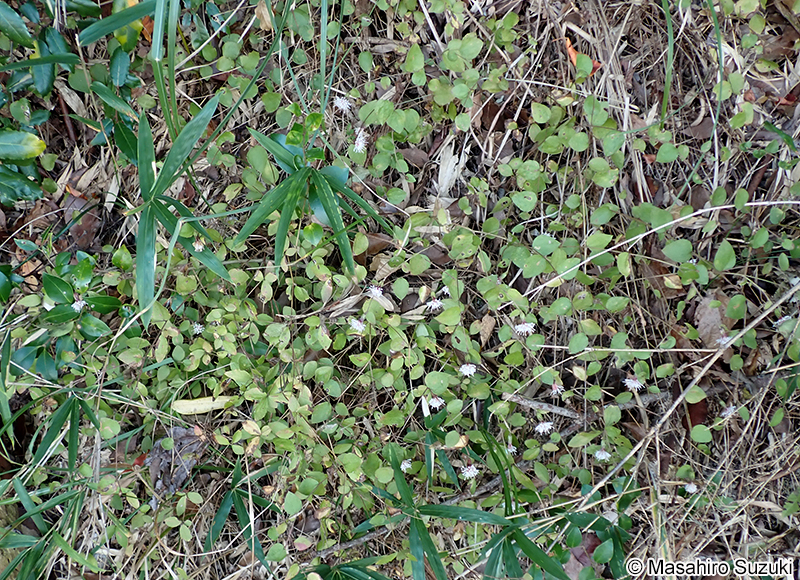 コウヤボウキ Pertya scandens