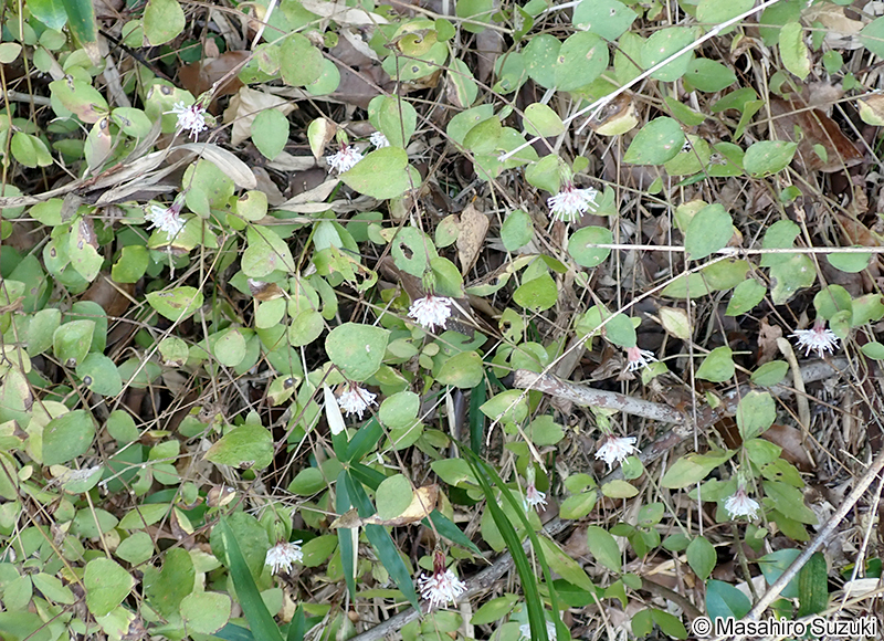 コウヤボウキ Pertya scandens