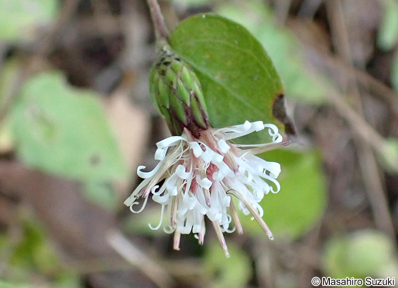 コウヤボウキ Pertya scandens