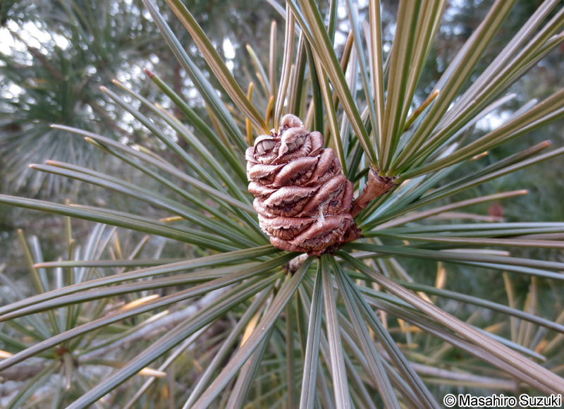 コウヤマキの球果