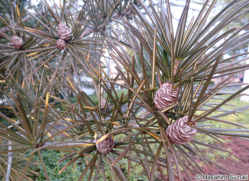 コウヤマキ Sciadopitys verticillata
