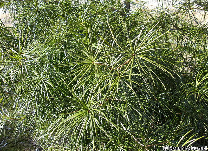 コウヤマキ Sciadopitys verticillata