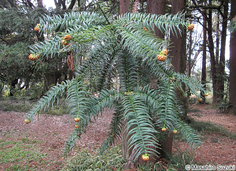 コウヨウザン Cunninghamia lanceolata