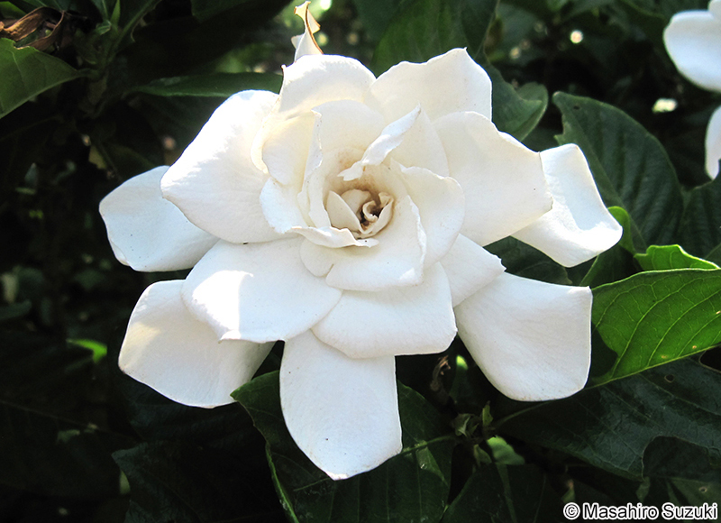 クチナシ Gardenia jasminoides