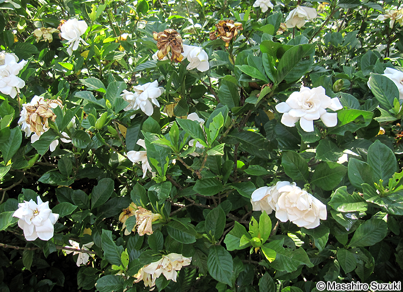 クチナシ Gardenia jasminoides
