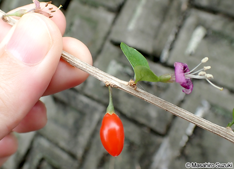 クコ  Lycium chinense