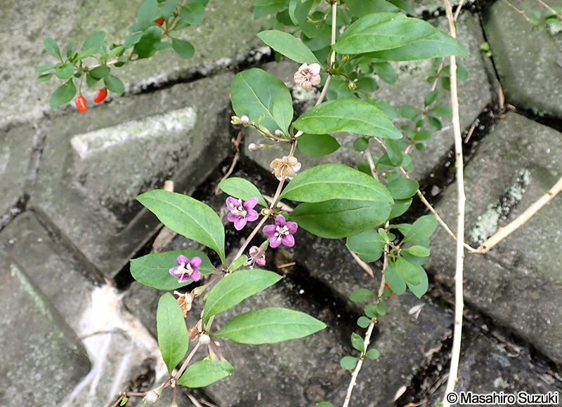 クコ  Lycium chinense