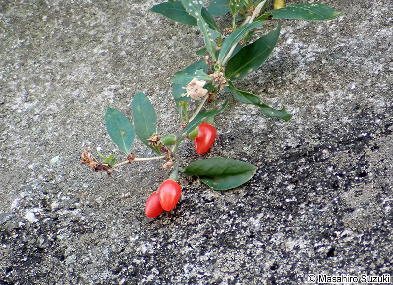 クコ  Lycium chinense