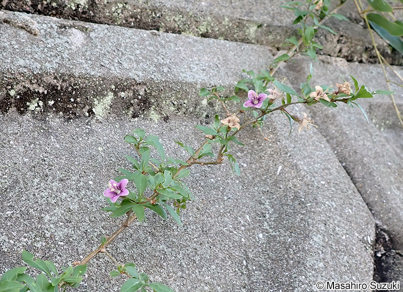 クコ  Lycium chinense