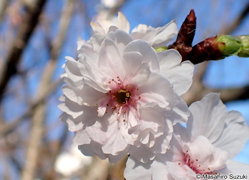 クマガイザクラ（熊谷桜） Cerasus incisa var. kinkiensis 'Kumagaizakura'