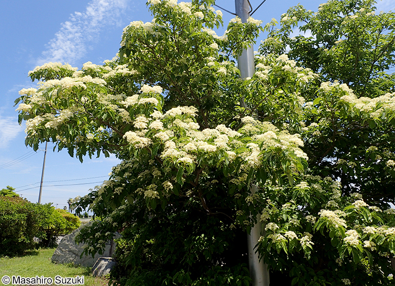 クマノミズキ Cornus macrophylla