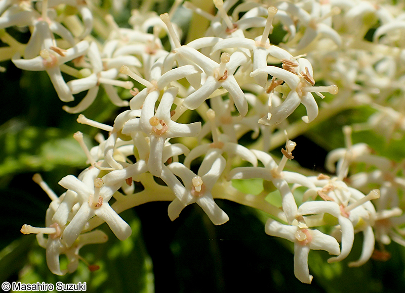 クマノミズキ Cornus macrophylla