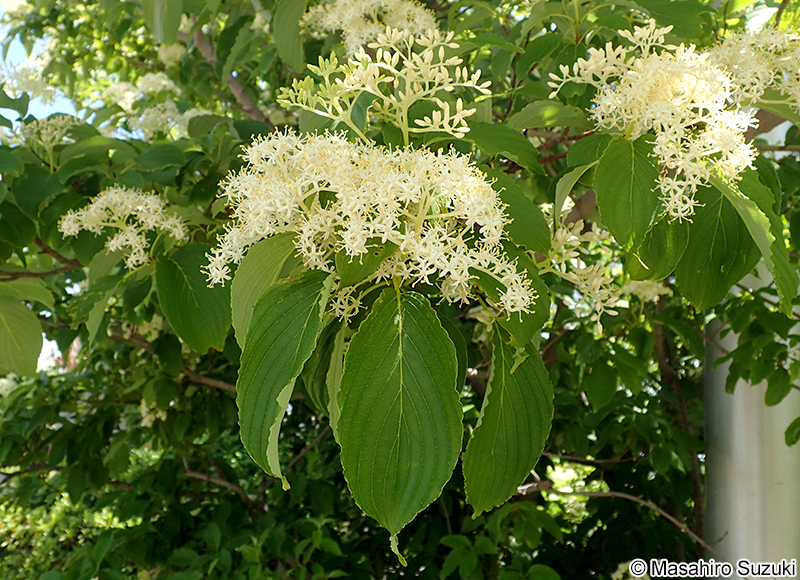 クマノミズキ Cornus macrophylla