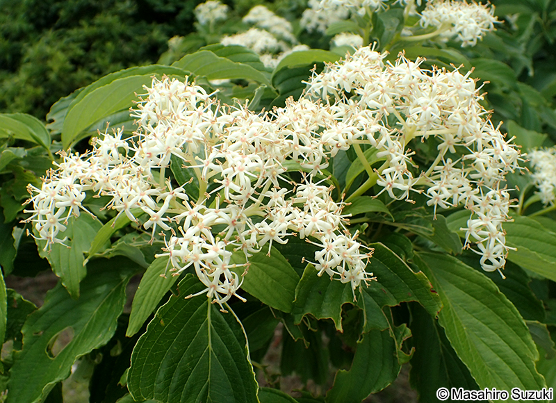 クマノミズキ Cornus macrophylla